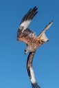 Red kite