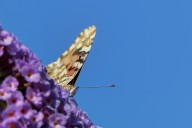 la Belle dame