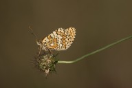 Mélitée du plantain