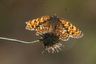 Mélitée du plantain
