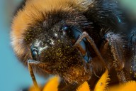 bumblebee