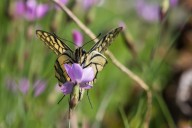 Machaon