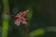 Trithemis kirbyi