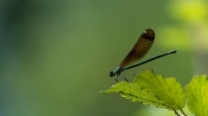 Calopterix
