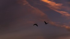 Grues cendrée