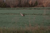 Grues cendrée