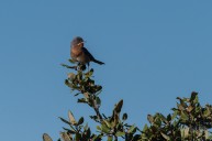 Fauvette passerinette
