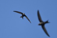 Martinet noire
