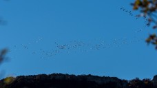 Grues cendrée