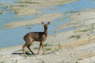 biche