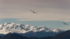 Vautour fauve