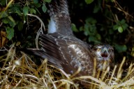 common buzzard