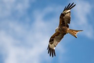 red kite