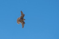 falcon peregrine