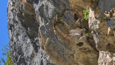 falcon peregrine