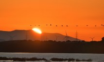 Grues cendrée