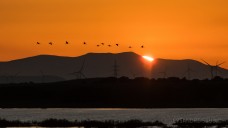 Grues cendrée