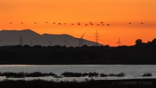 Grues cendrée