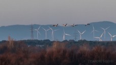 Grues cendrée