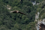 Vautour fauve