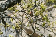 Fauvette passerinette